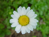 daisy-in-focus - online jigsaw puzzle - 117 pieces