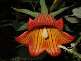 Canarina_canariensis PRUEBA - online jigsaw puzzle - 35 pieces