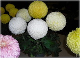 Chrysanthemums_Prize_Winners_Snip - online jigsaw puzzle - 40 pieces