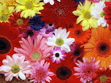 Flowers - online jigsaw puzzle - 35 pieces