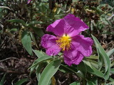 Cistus chinamadensis  subsp. gomerae - online jigsaw puzzle - 35 pieces
