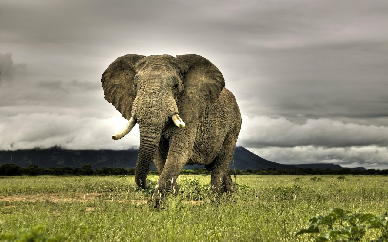 Animals