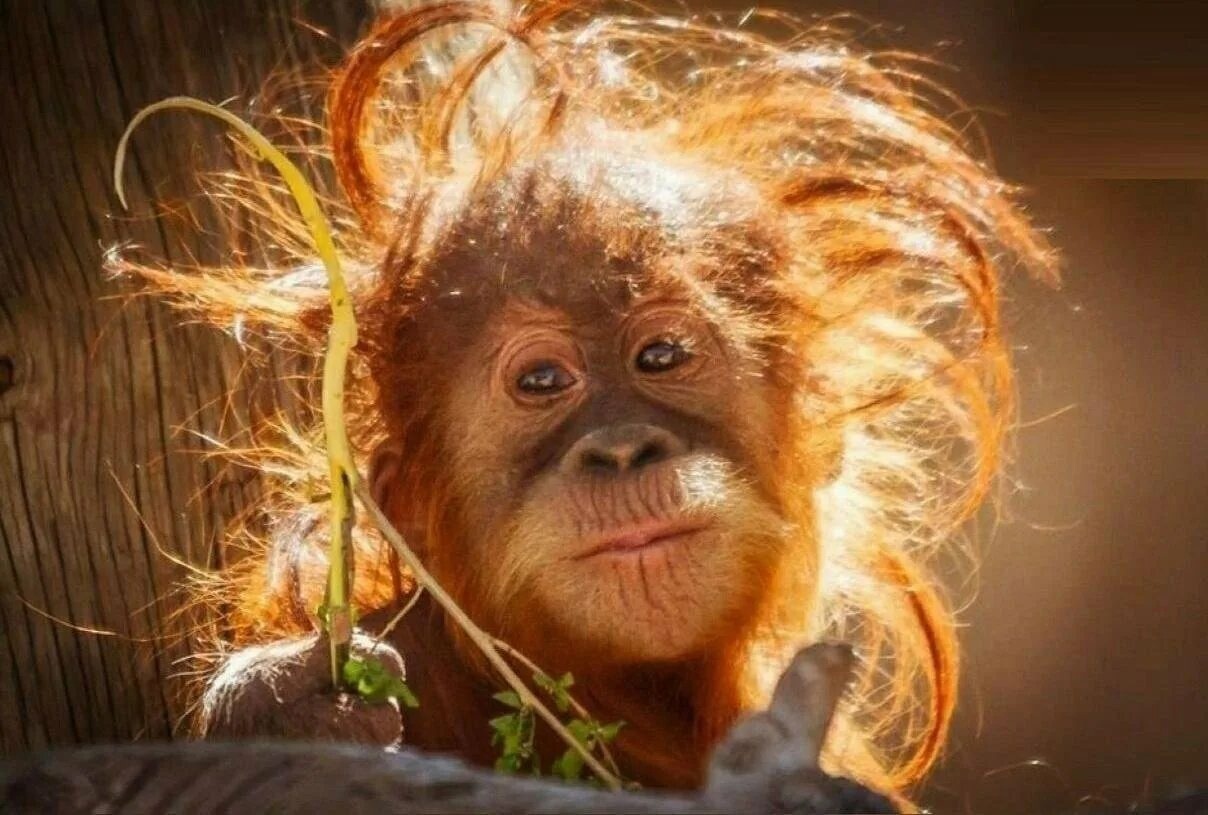 Фото смешной обезьянки. Лохматая обезьяна. Растрепанная обезьяна. Смешные обезьяны. Обезьянка с волосами.