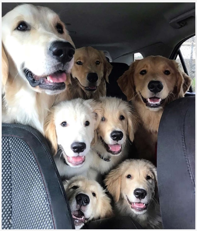 Animals