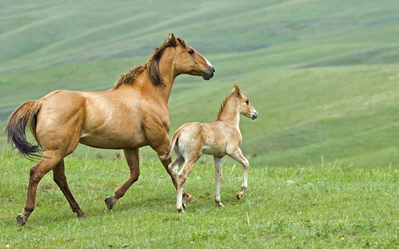 animals