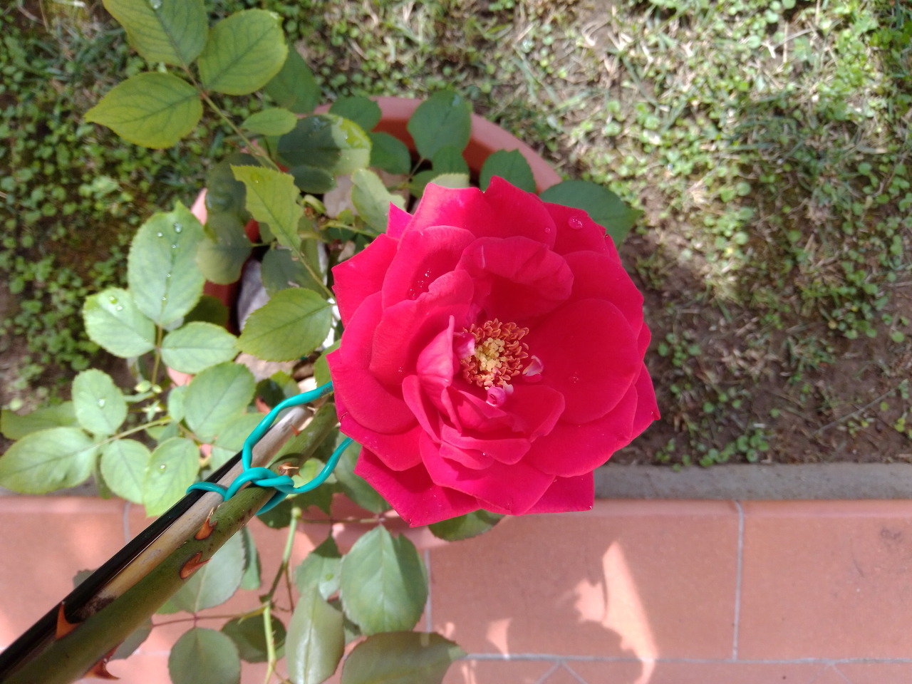 Rose