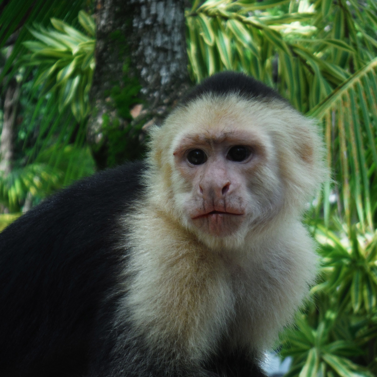 Igottoomuch Primates