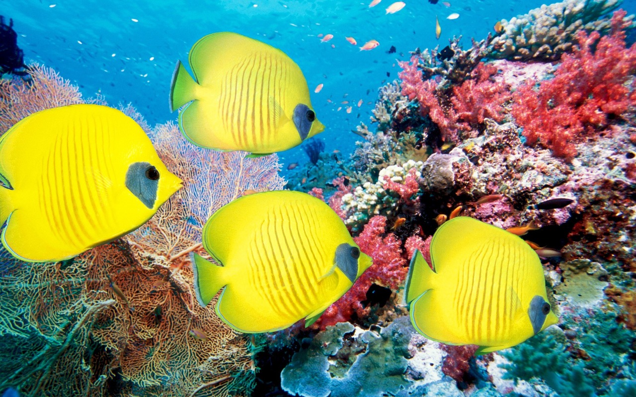 Fish