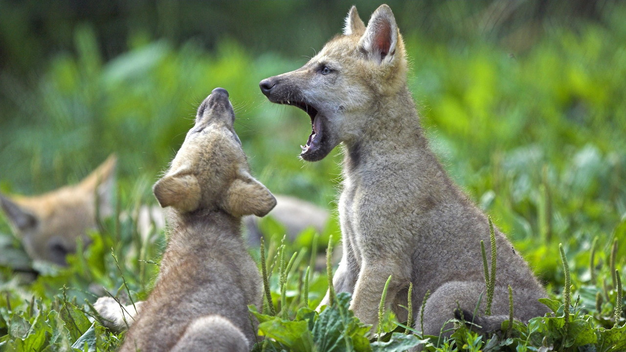 Wolves