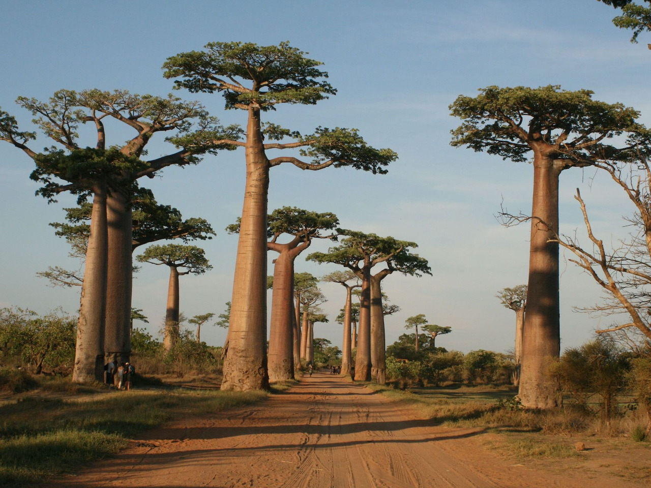 Trees