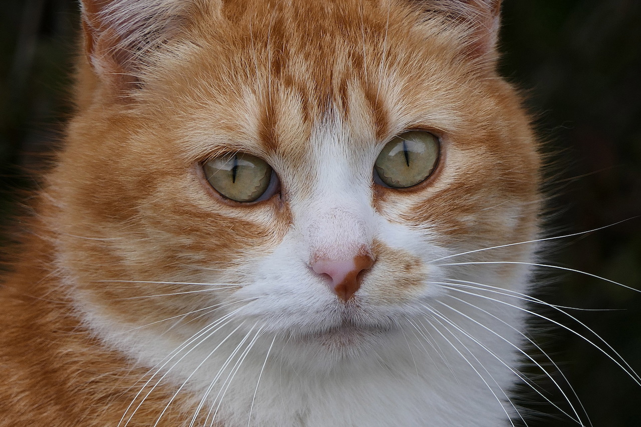 chats