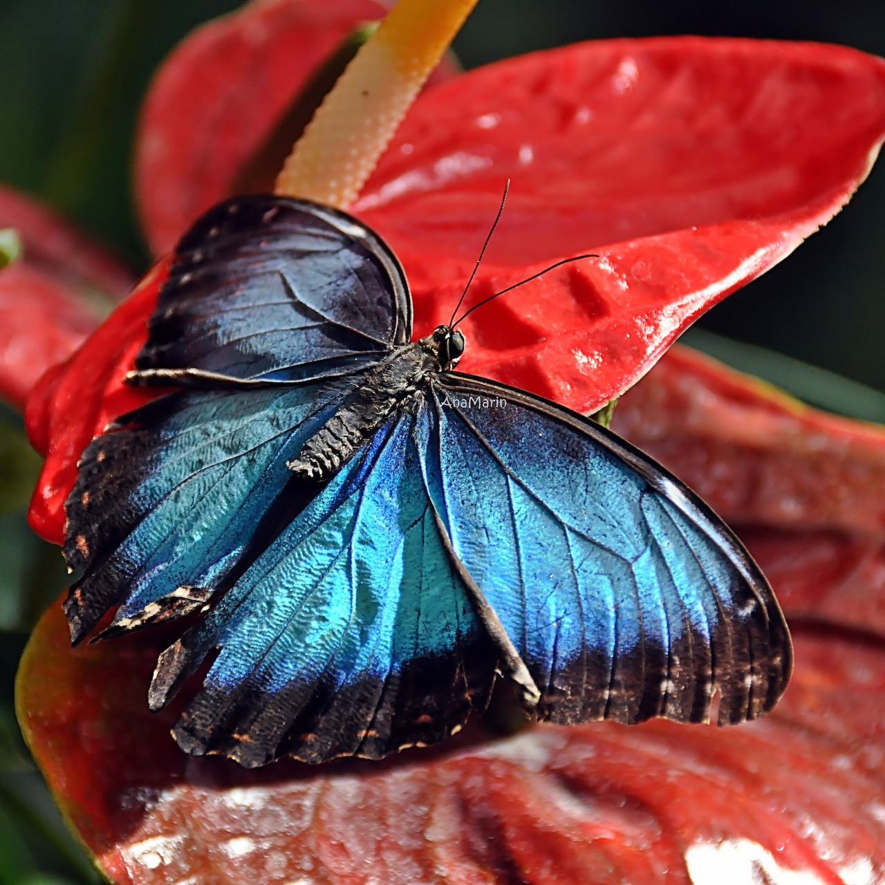 Mariposasazules