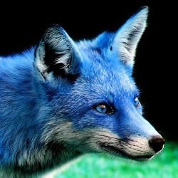 Moonfox