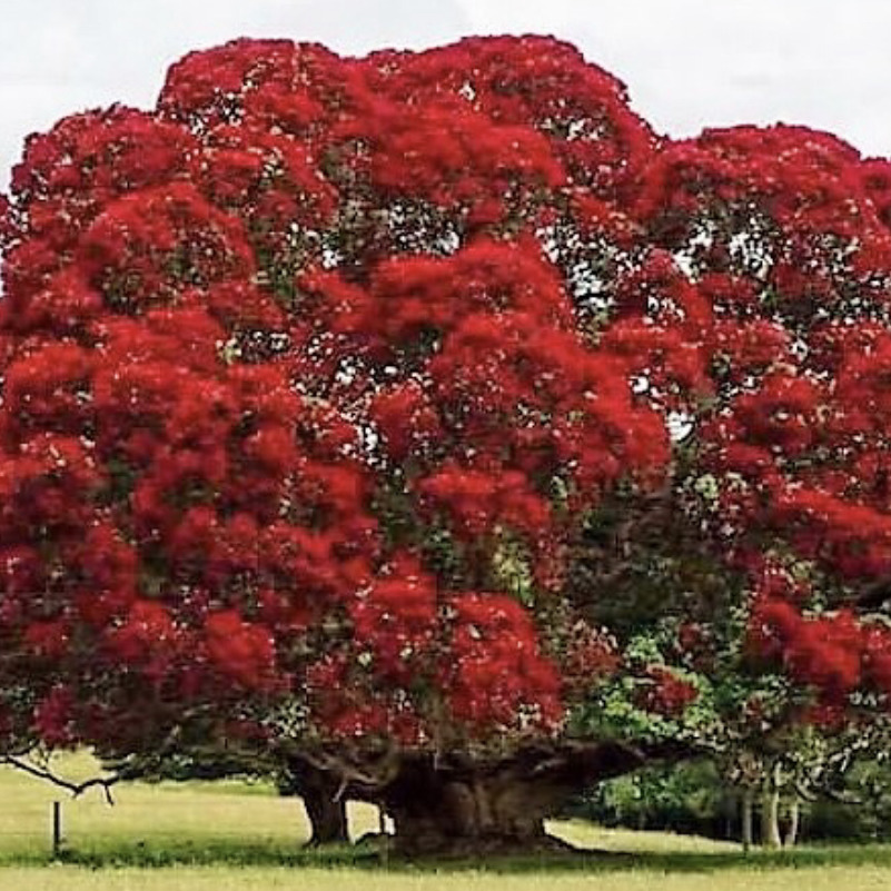 Nzulu
