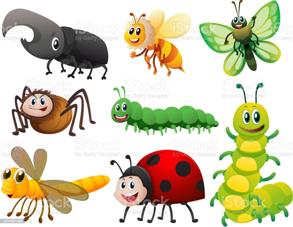 Insecten