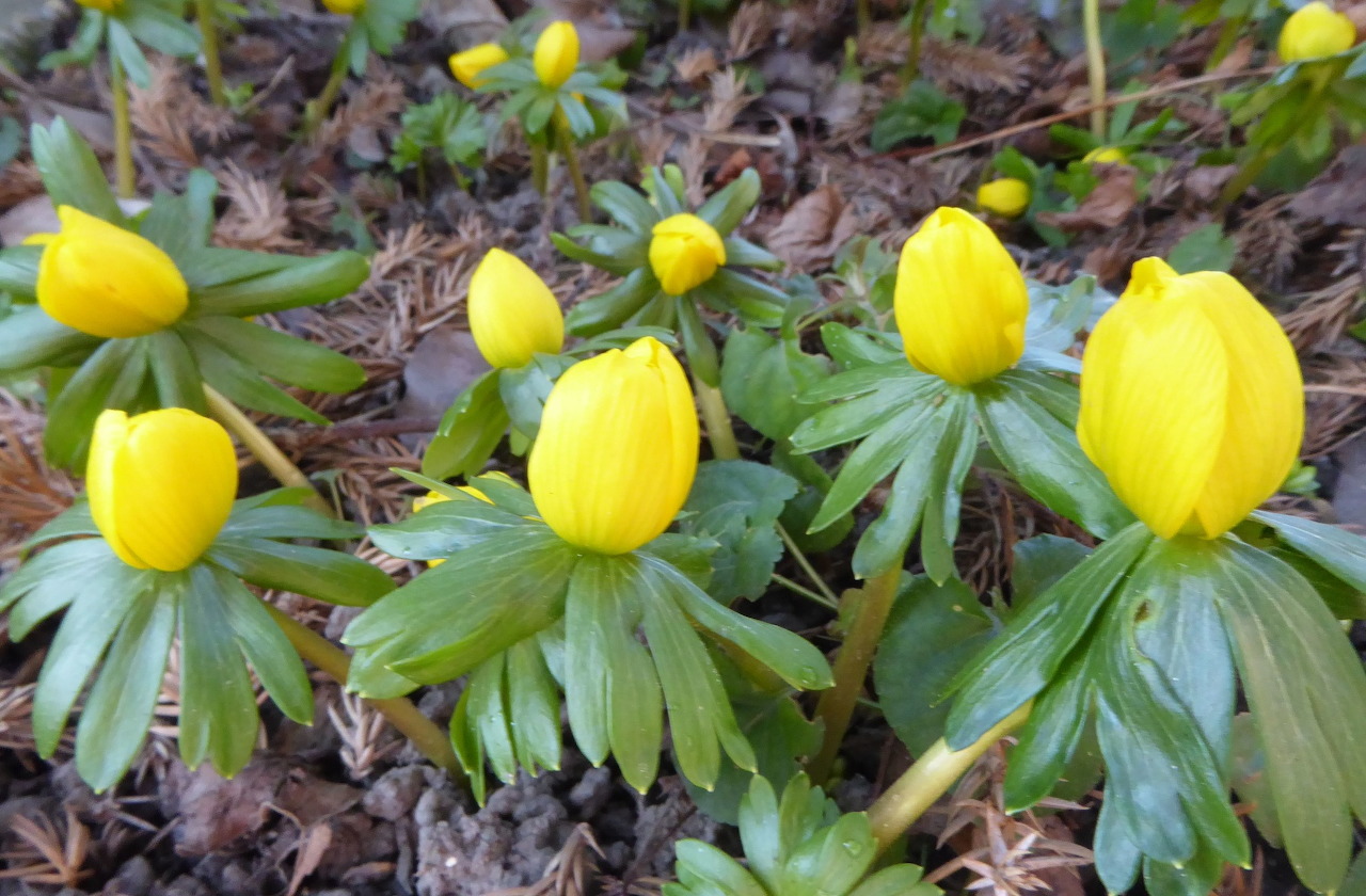 the early spring