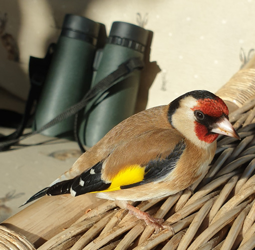 Birds