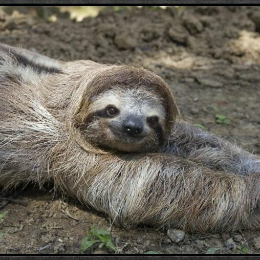 SlothGo