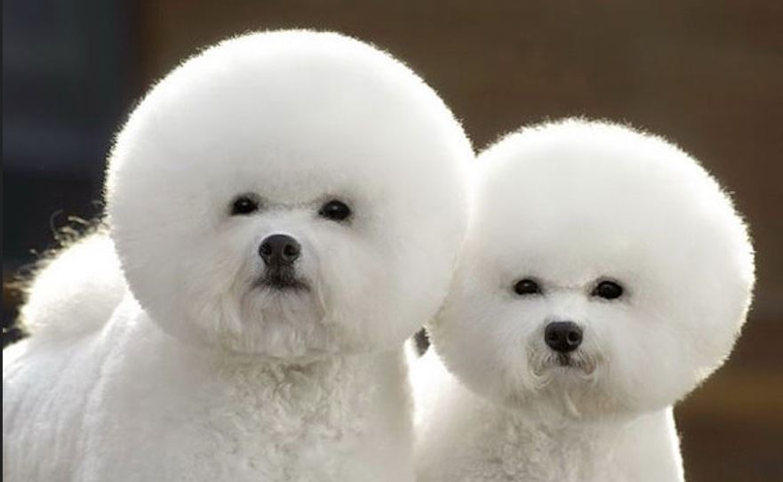 Animals