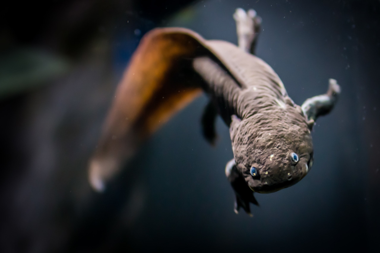 TheDeepHull - Deep Blue One
