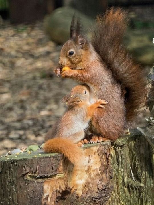 Animals