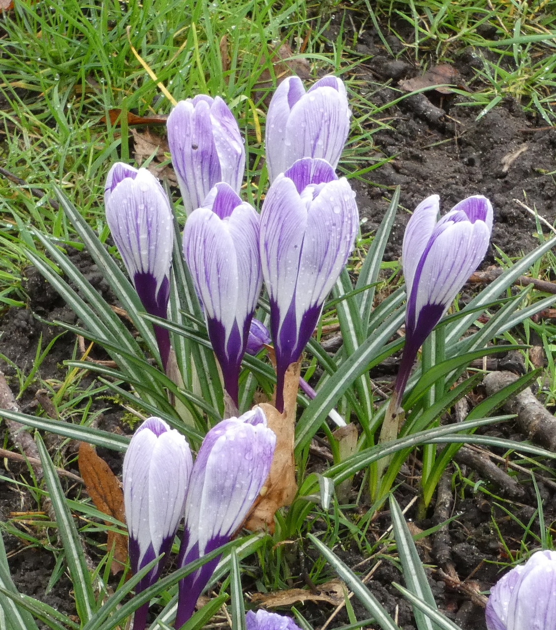 Spring 26