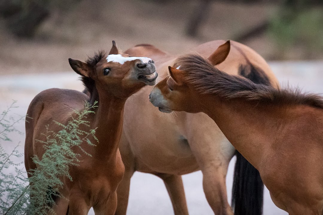 Caballos