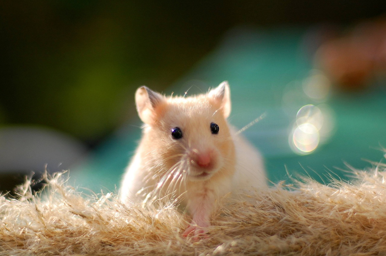 Hamster
