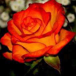 autumnrose