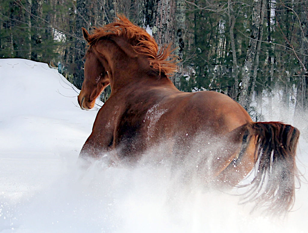 Just Horses barnyard