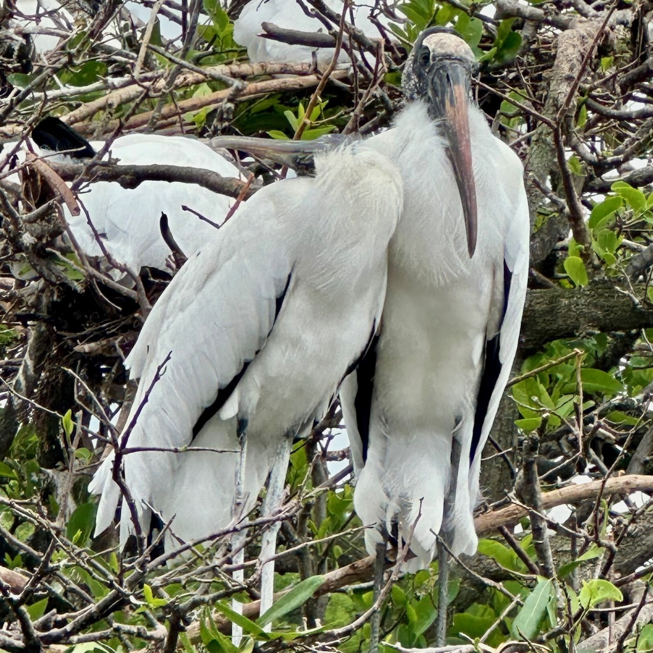birdgeek