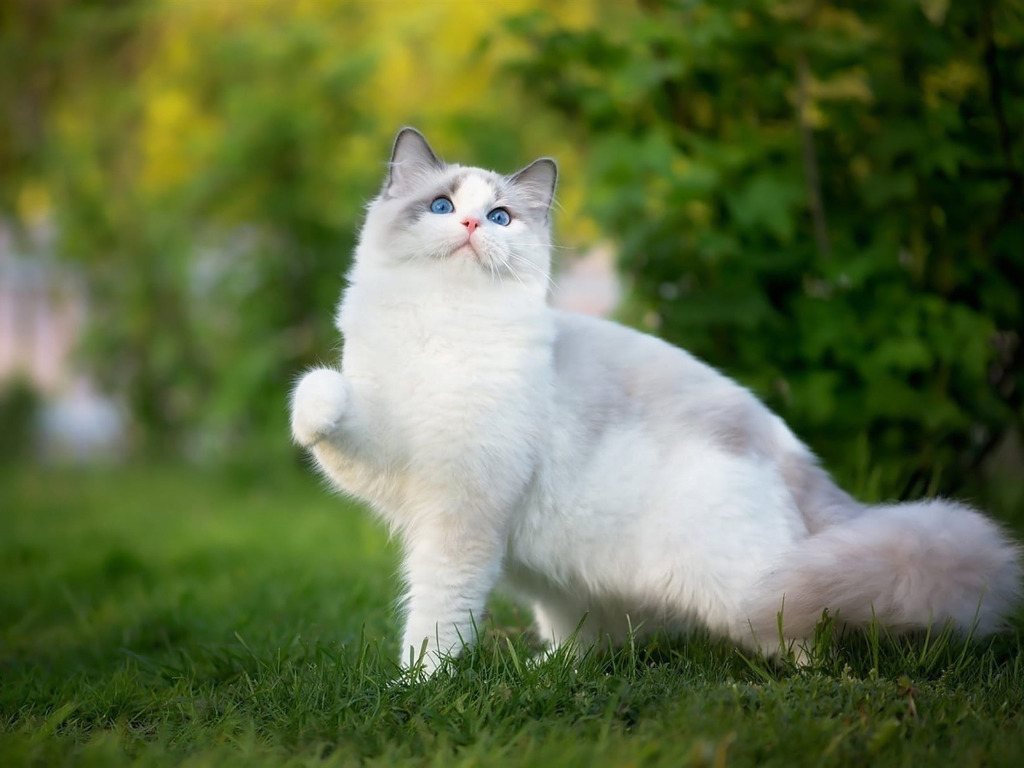 CATS
