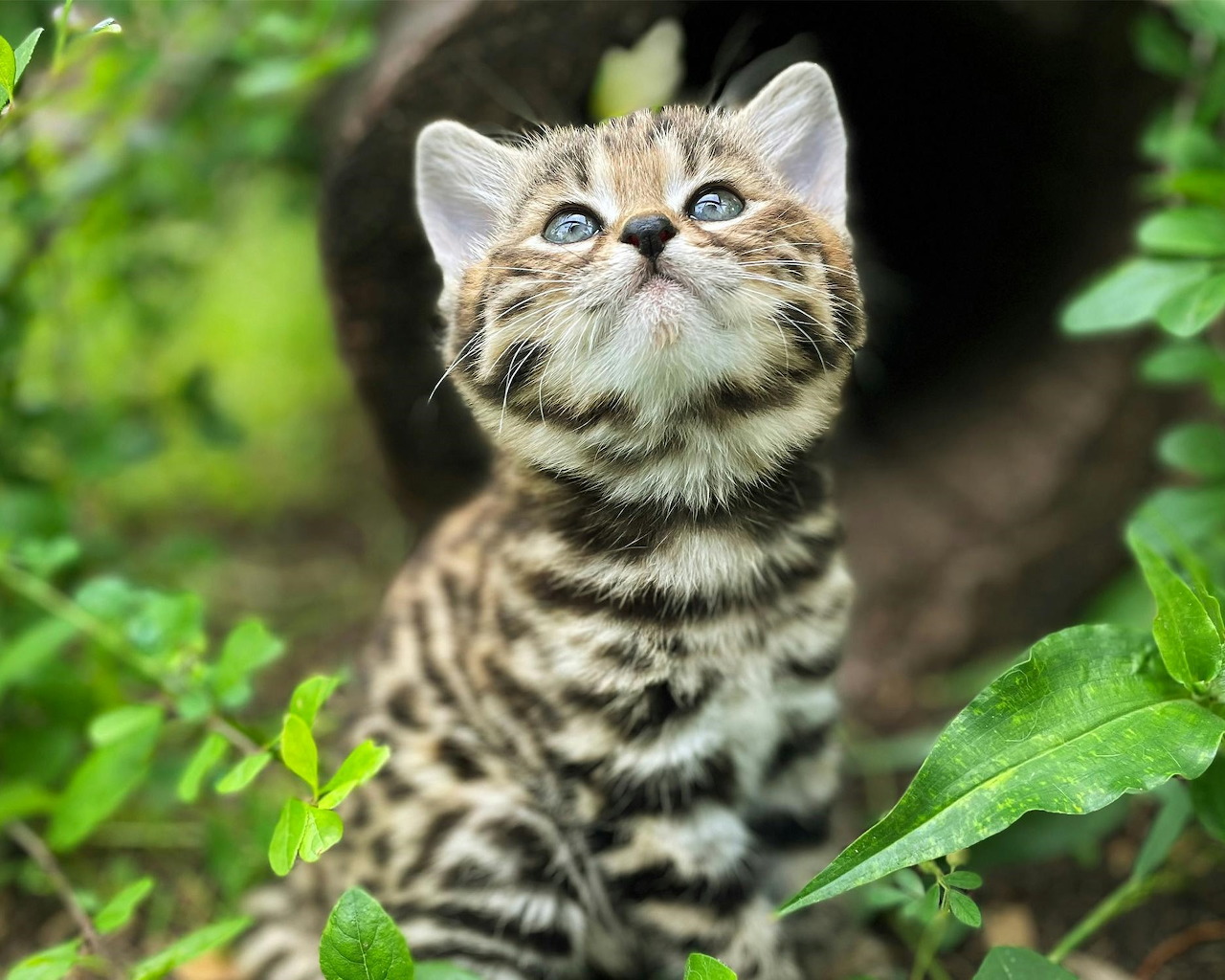 Felidae