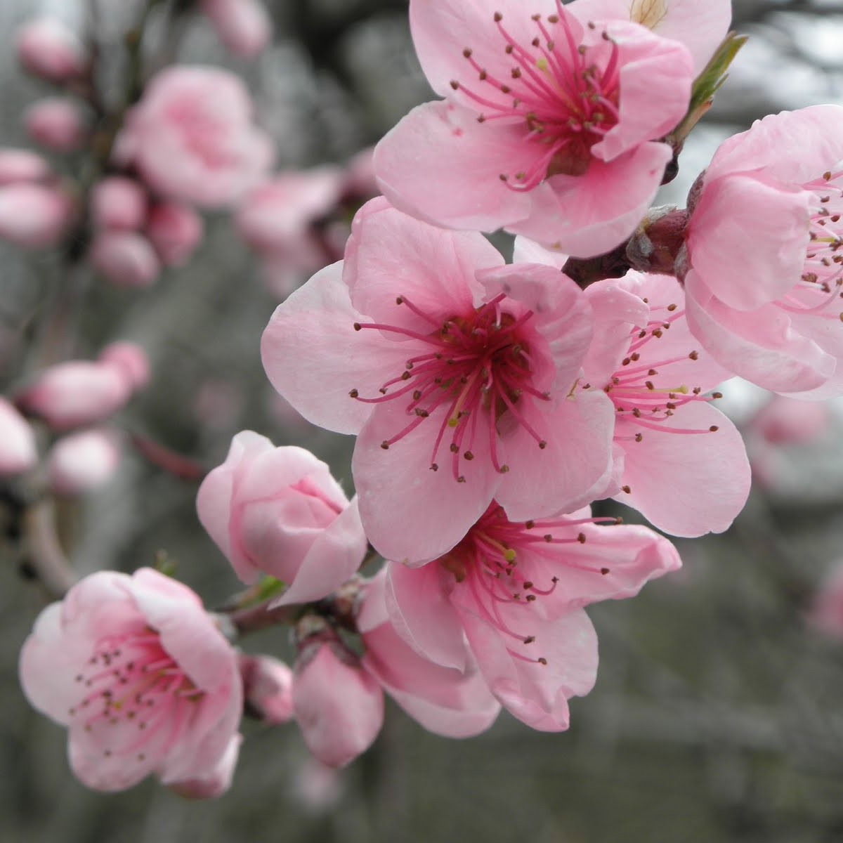 Fleurs de cerisier. Fleurs de cerisier. Cerisier. Ветка цветущая. Fleurs de cerisier.