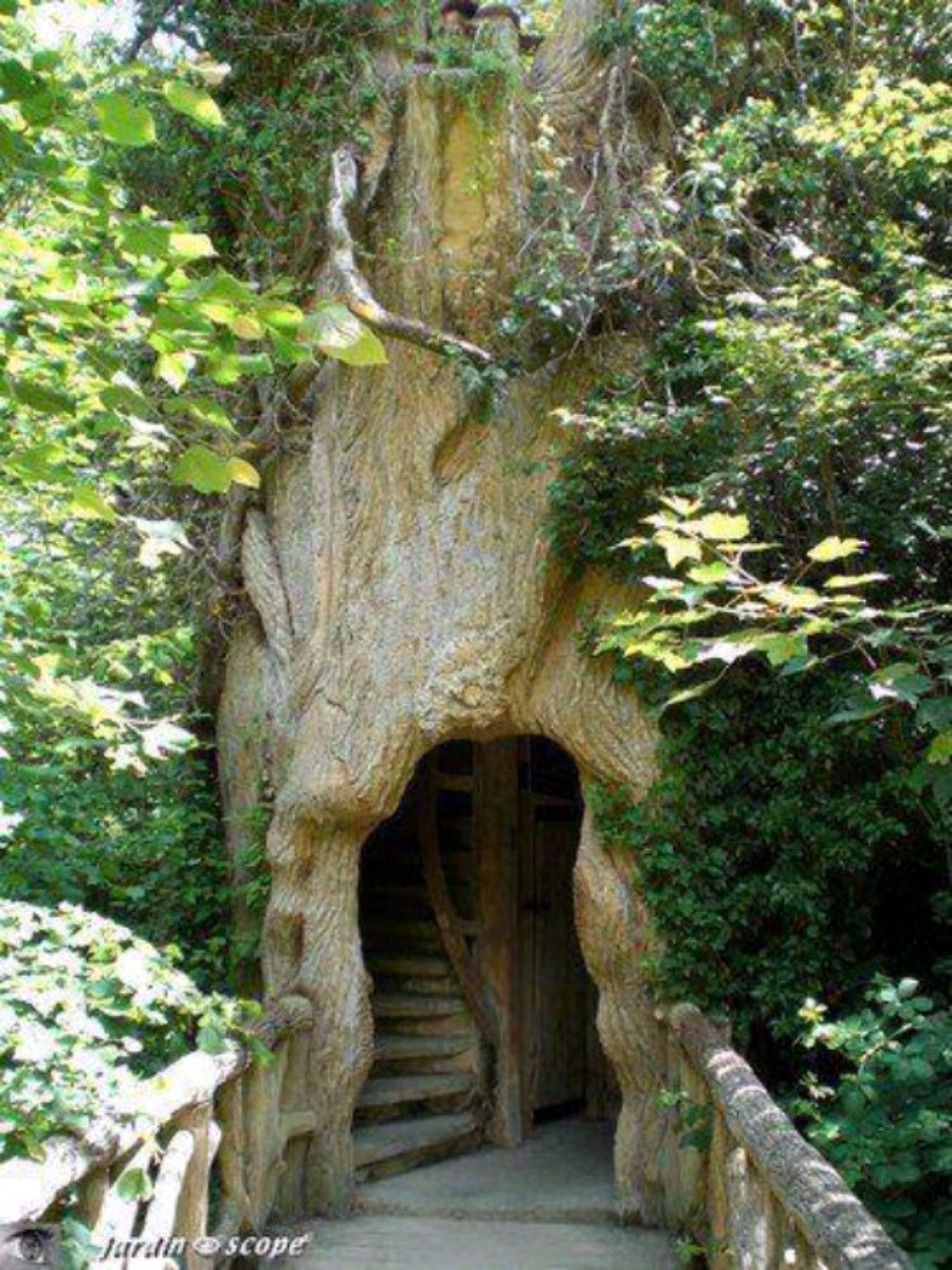 Дом дерево где находится. Секвойя дерево дом. Дом внутри секвойи. Секвойя дерево дом в дереве. Домик в стволе дерева.