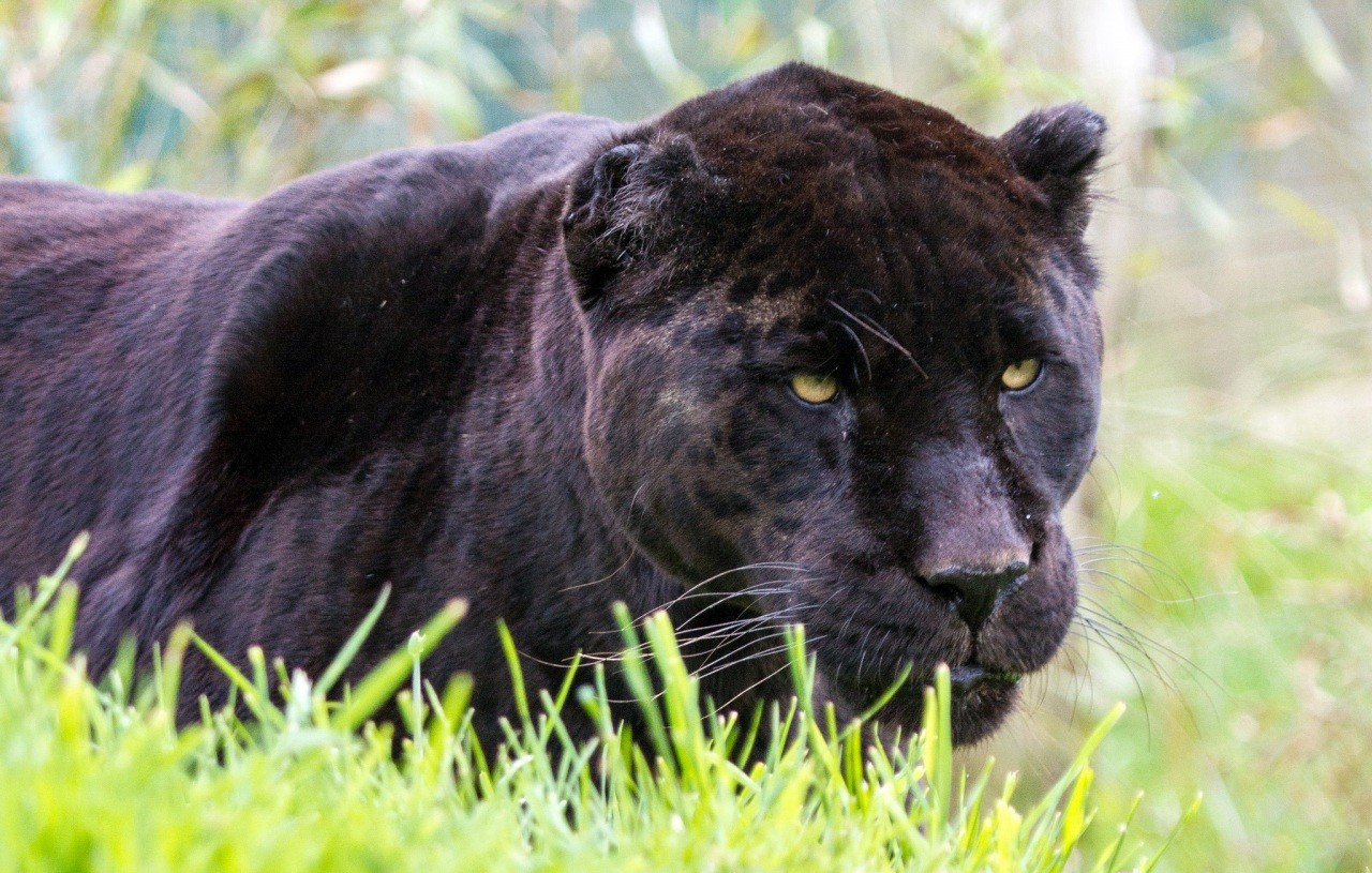 Animals