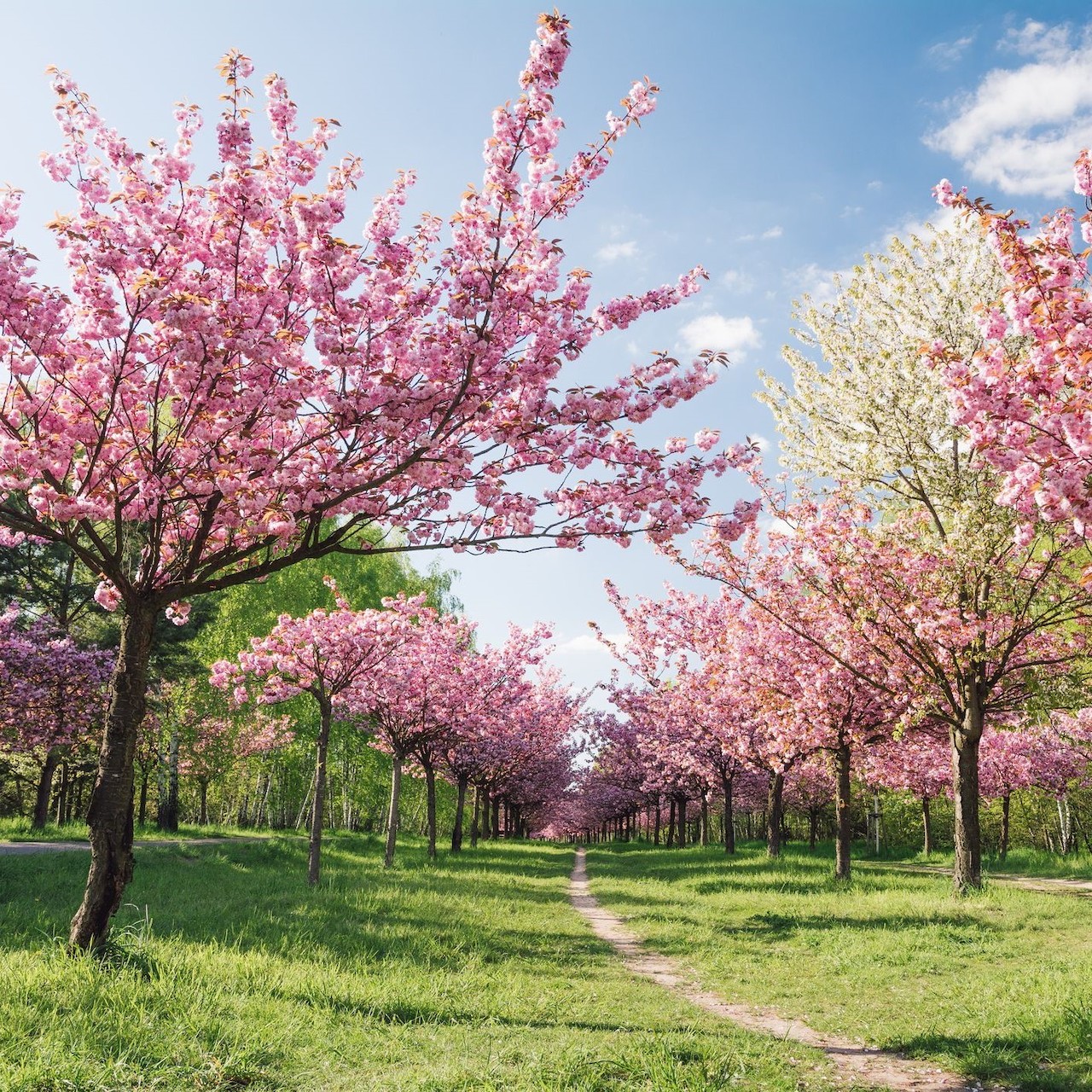 spring