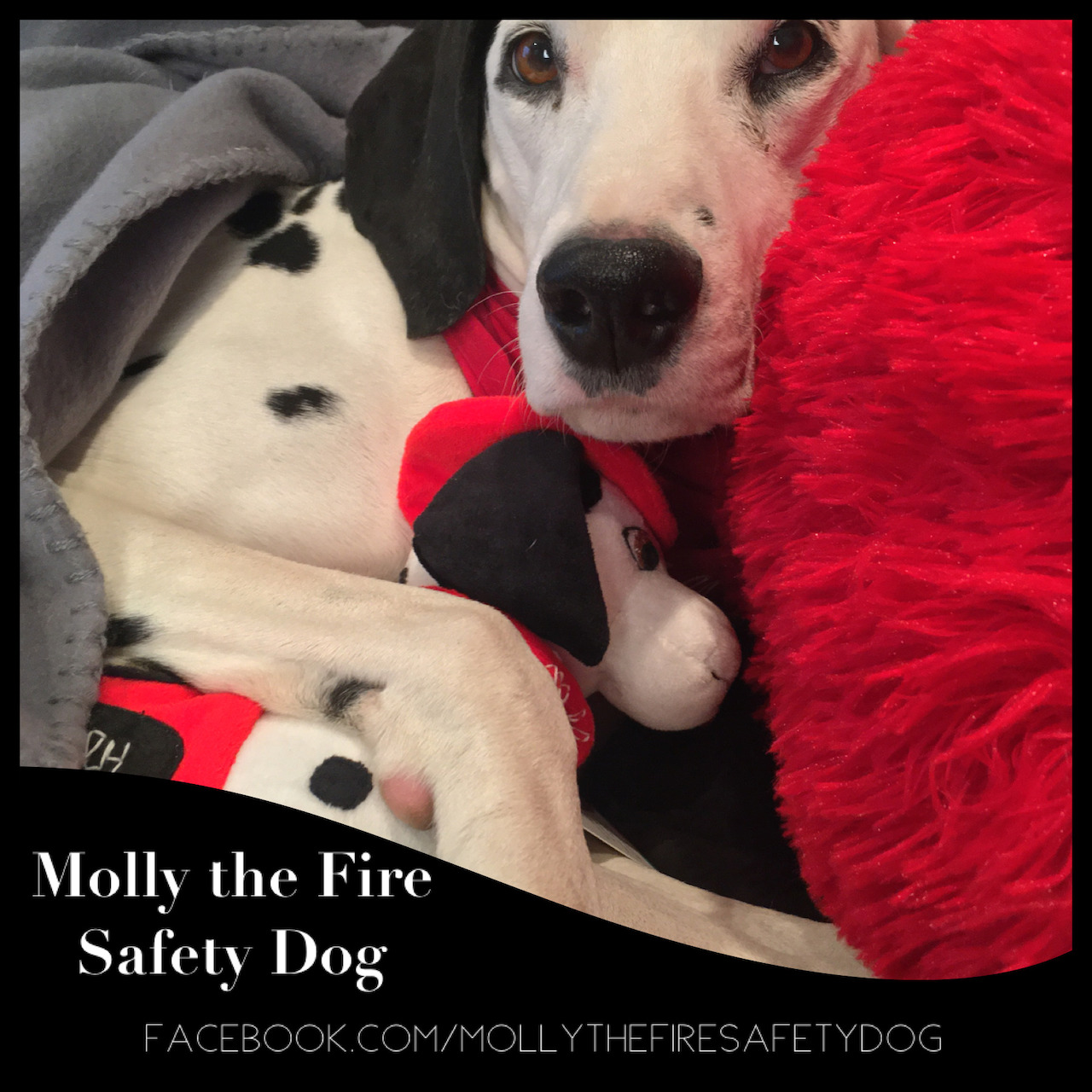 mollythefiresafetydog