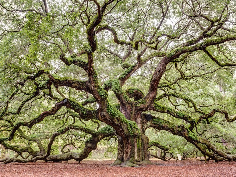 TREES~!