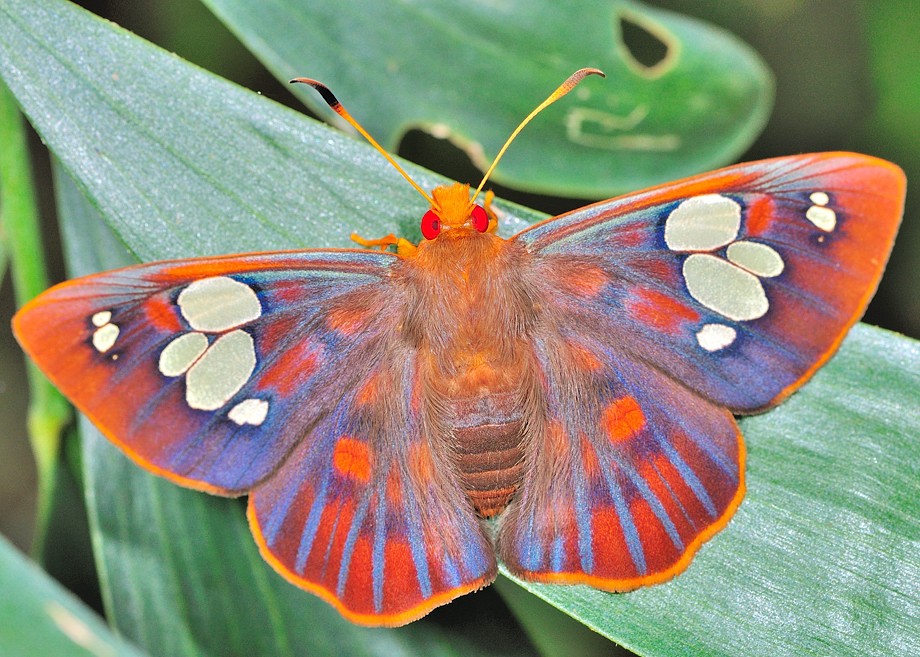 Insects and Amphibians