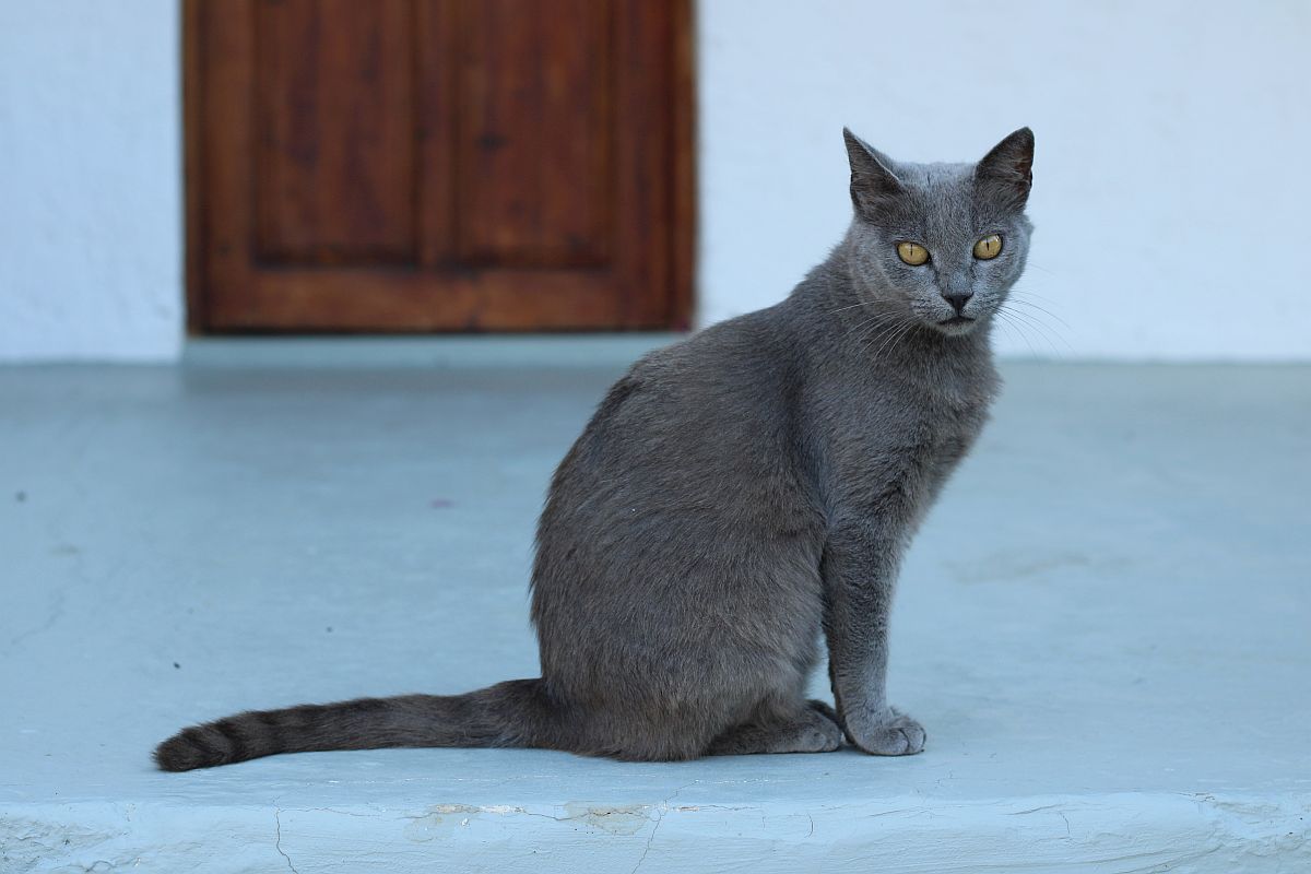 Cats