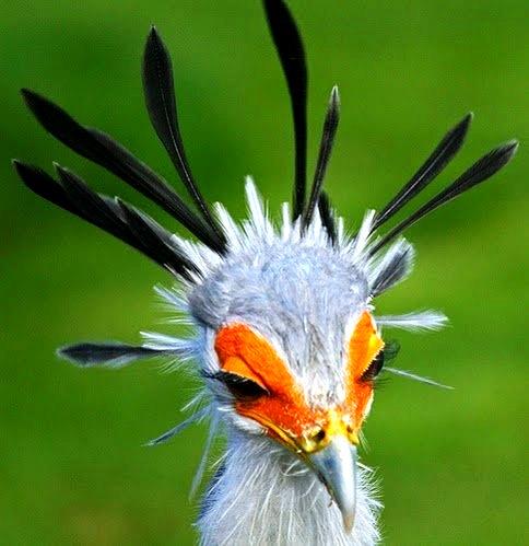 puzzlicious - Just Birds