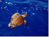 tortue - online jigsaw puzzle - 42 pieces