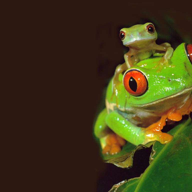 superfrog101