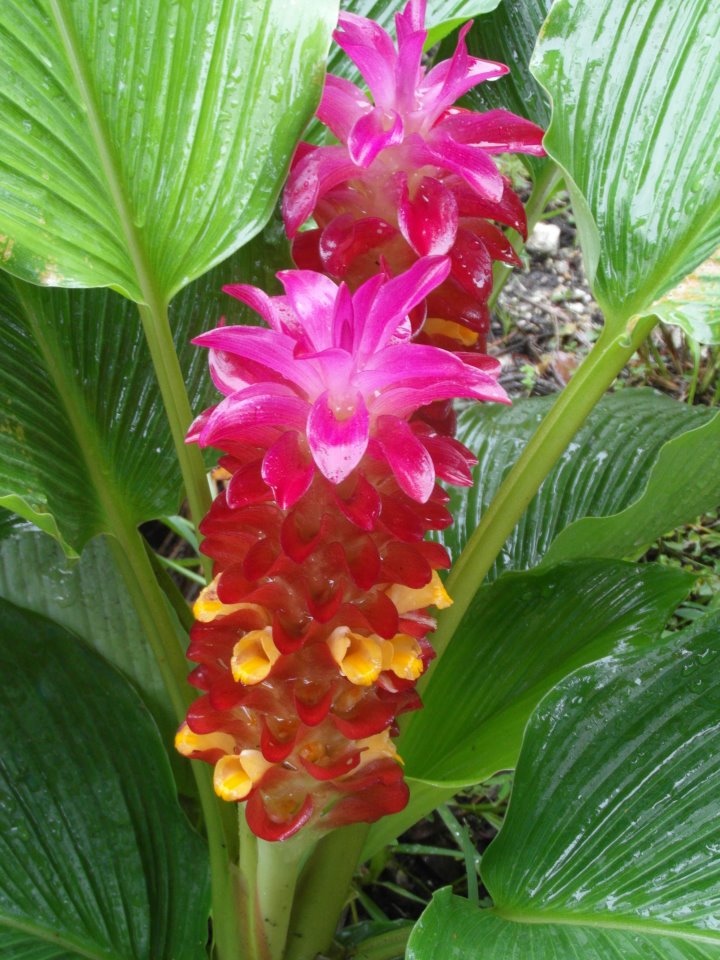 Hidden Ginger