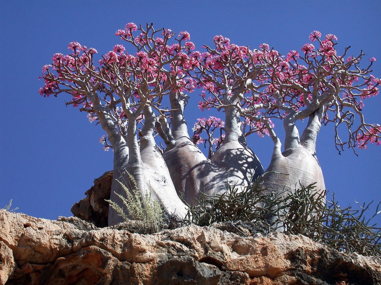 Где баобабы розовый. Архипелаг Сокотра Йемен. Бутылочные деревья острова Сокотра. Эндемик-дерево острова Сокотра.