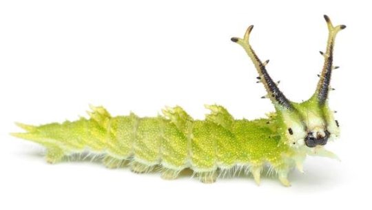 Insects