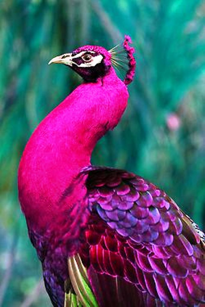 animals